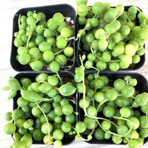 4 pack of string of pearls